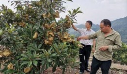 中源果农最新爆料,揭秘水果产业的秘密与挑战